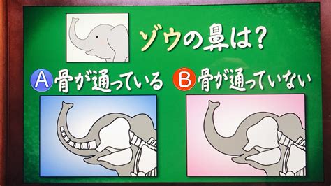 鼻子有骨頭嗎|【鼻子有骨頭嗎】揭秘鼻子奧秘：有骨頭嗎？各部位結構全解析 –